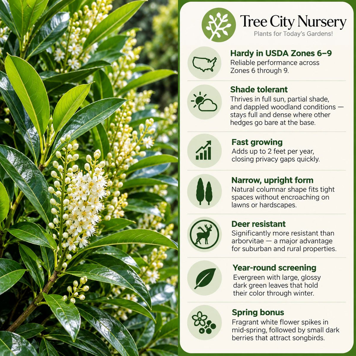Schip Laurel quick facts showing Zones 6–9, shade tolerance, fast growth, deer resistance and evergreen privacy screening