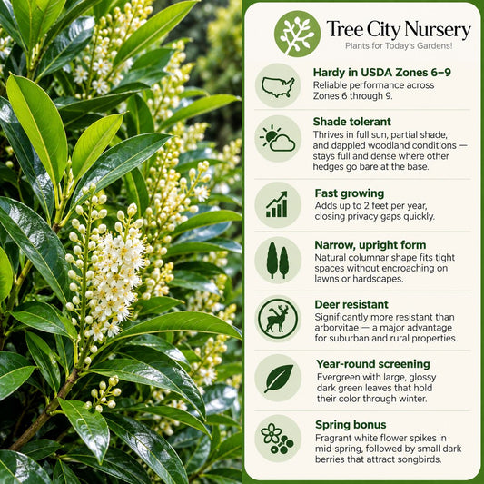 Schip Laurel quick facts showing Zones 6–9, shade tolerance, fast growth, deer resistance and evergreen privacy screening
