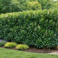 Dense Schip Laurel hedge with glossy dark green leaves forming a tall, uniform privacy screen in a landscaped garden.