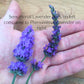 Sensational Lavender Pint Image 1