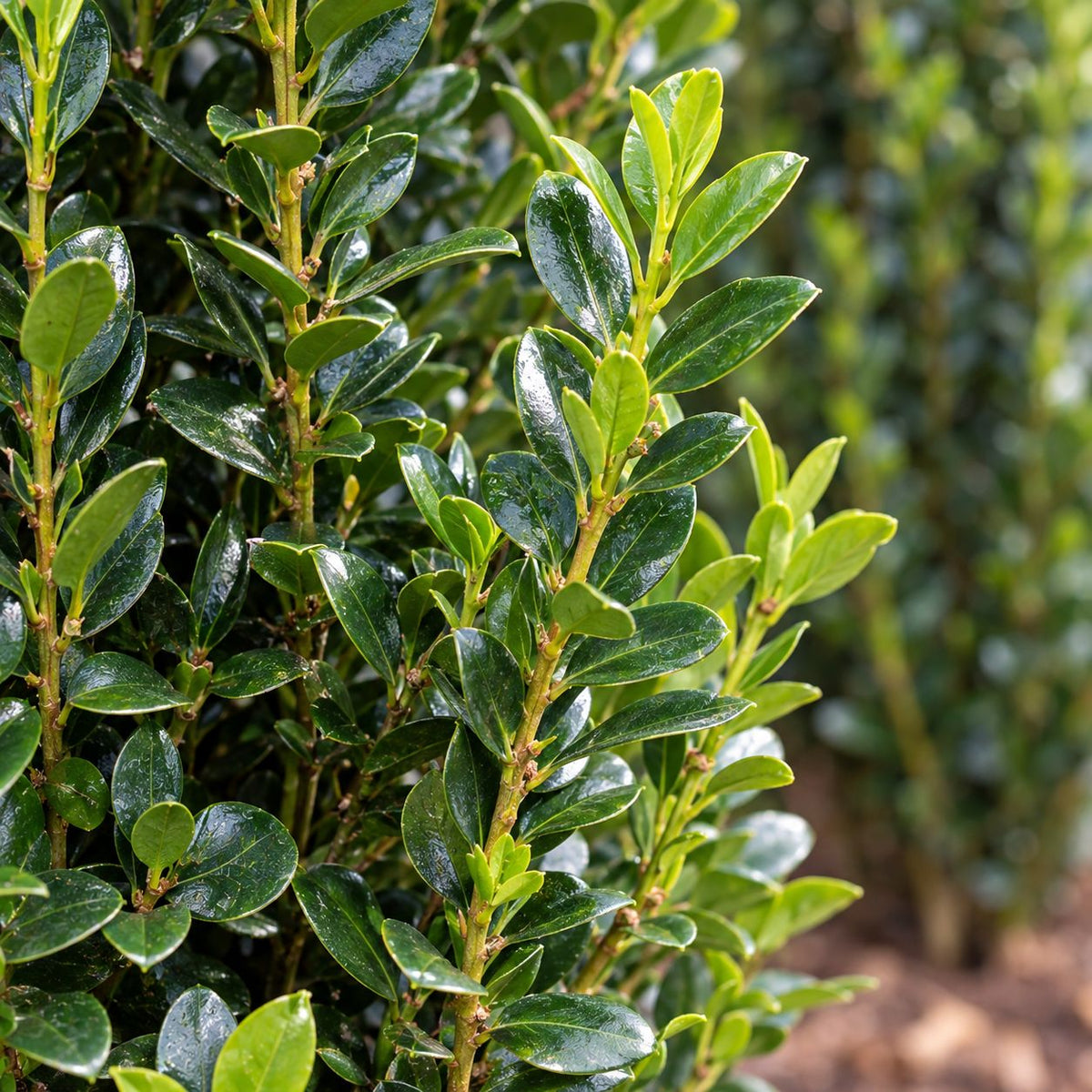 Close-up of glossy dark green Sky Pencil Holly leaves with fresh light green growth on upright stems