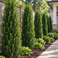 Row of Sky Pencil Holly shrubs creating a narrow evergreen screen along a residential walkway and fence
