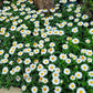 Snowcap Shasta Daisy