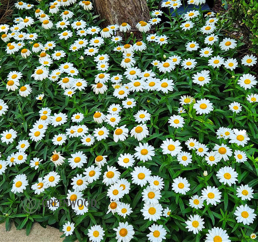 Snowcap Shasta Daisy