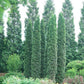 "Full Speed A Hedge® Thin Man® Arborvitae growing tall and lush in a garden setting."