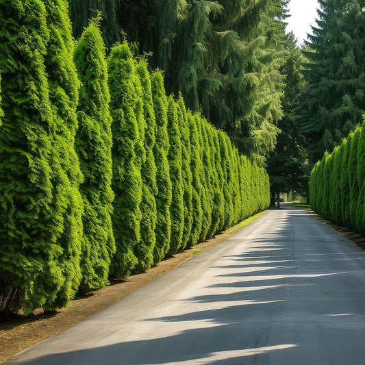 Tall Thuja Green Giant evergreens forming a dense green privacy hedge along a landscape border.