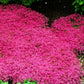Creeping Red Thyme Pint