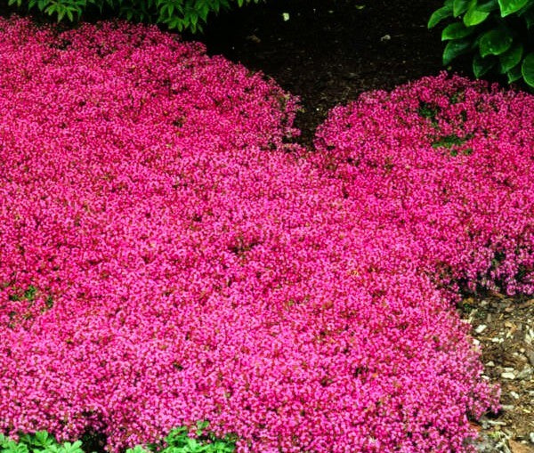 Creeping Red Thyme Pint