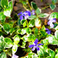 Vinca Minor Ralph Shugert Image 2