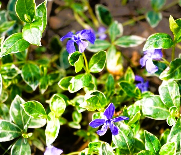 Vinca Minor Ralph Shugert Image 2