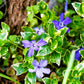 Vinca Minor Ralph Shugert