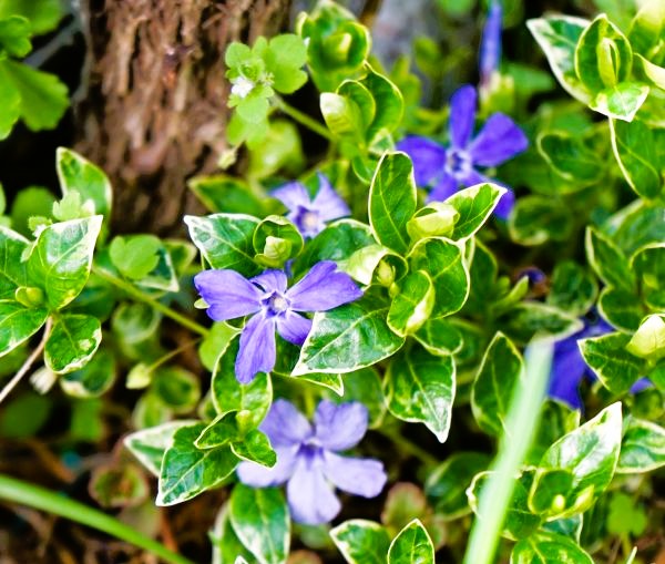 Vinca Minor Ralph Shugert