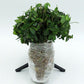 Vinca Minor used as ground cover actual bundle of 50 plants wrapped and ready to ship