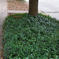 Vinca minor Bowles Ground Cover Image 3