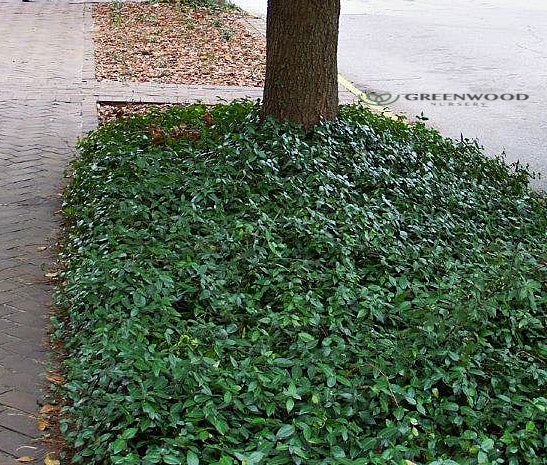 Vinca minor Bowles Ground Cover Image 3