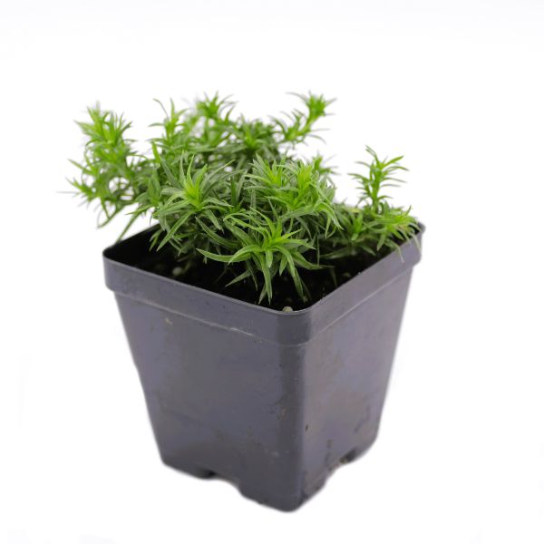 A healthy live White Creeping Phlox groundcover plant growing in a small black square plastic container, displaying dense, needle-like green foliage against a solid white background