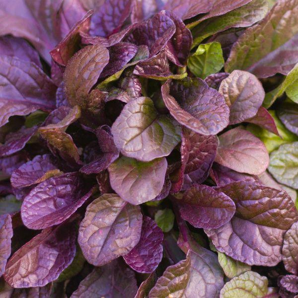 Deer-Resistant Ground Cover for Shaded Gardens
