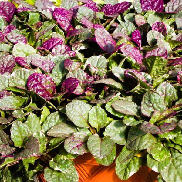 Cream and Maroon Variegated Leaves of Ajuga Burgundy Glow