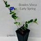 Vinca minor Bowles Ground Cover Image 4