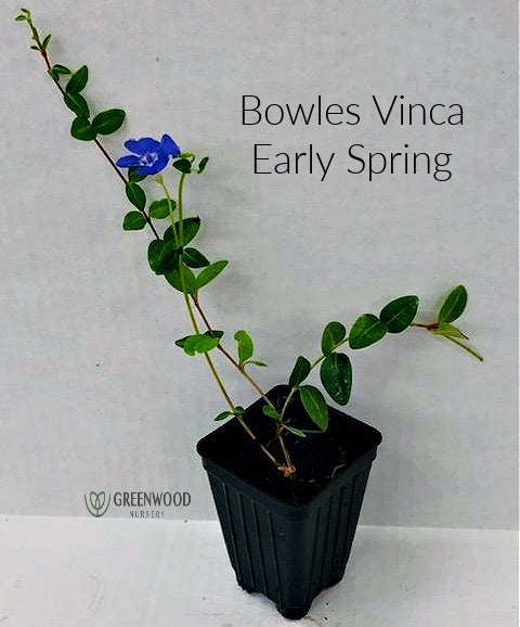 Vinca minor Bowles Ground Cover Image 4