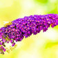 Black Knight Buddleia Pint Image 2