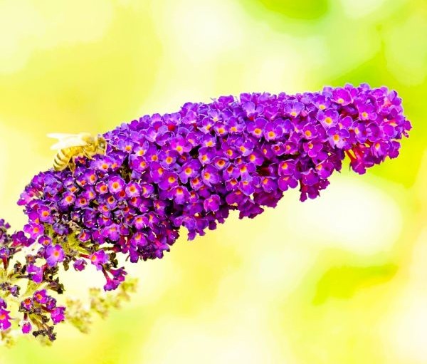 Black Knight Buddleia Pint Image 2