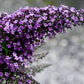 Grand Cascade Buddleia Pint