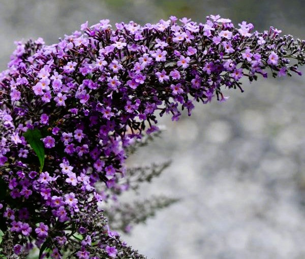 Grand Cascade Buddleia Pint