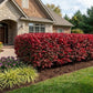 A detailed close-up photograph of a formal landscape bed in front of a stone and cedar house, featuring a dense, well-manicured hedge of Dwarf Burning Bush with vibrant crimson-red autumn foliage. In the left foreground are contrasting accent plants, including pale green Liriope spicata and purple flowering Sedum.