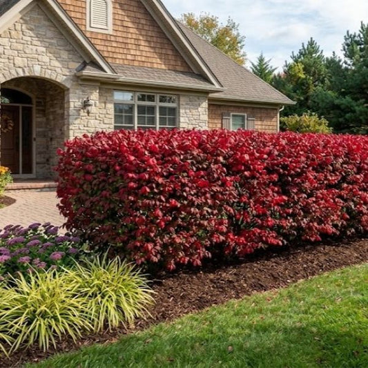 A detailed close-up photograph of a formal landscape bed in front of a stone and cedar house, featuring a dense, well-manicured hedge of Dwarf Burning Bush with vibrant crimson-red autumn foliage. In the left foreground are contrasting accent plants, including pale green Liriope spicata and purple flowering Sedum.