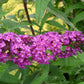 Royal Red Buddleia Pint