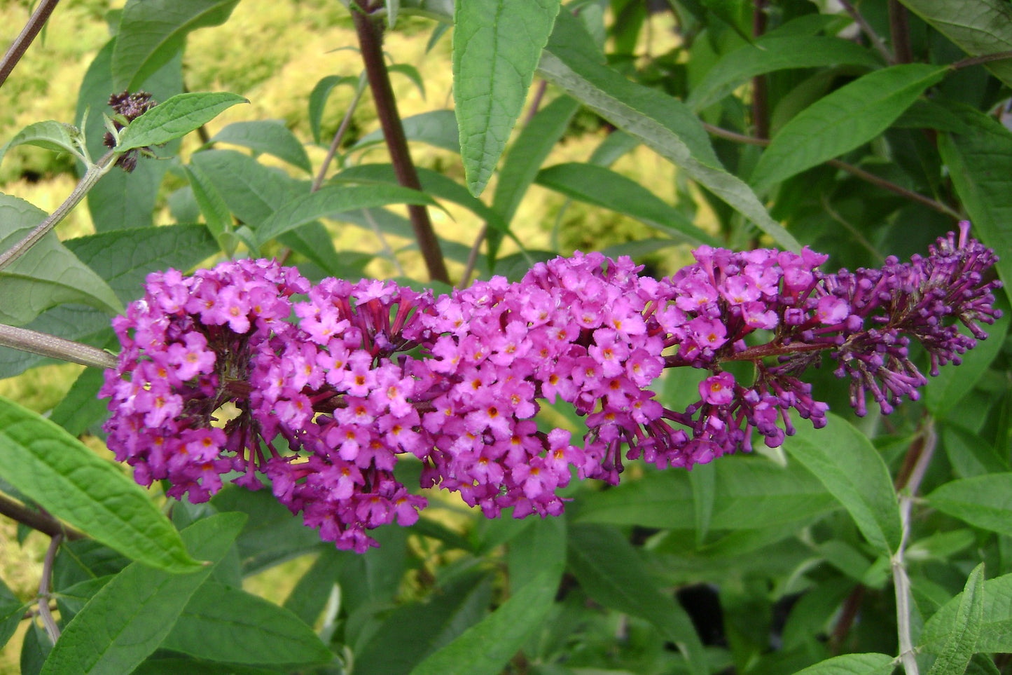 Royal Red Buddleia Pint