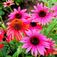 Cheyanne Spirit Echinacea Image 3