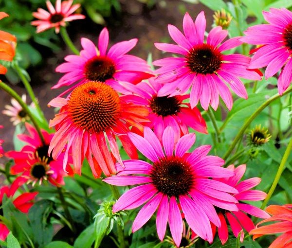 Cheyanne Spirit Echinacea Image 3