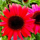 Cheyanne Spirit Echinacea Image 2