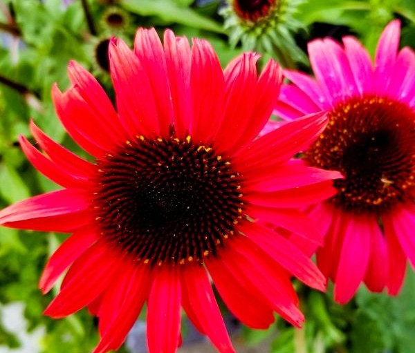 Cheyanne Spirit Echinacea Image 2