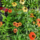Cheyanne Spirit Echinacea Image 1