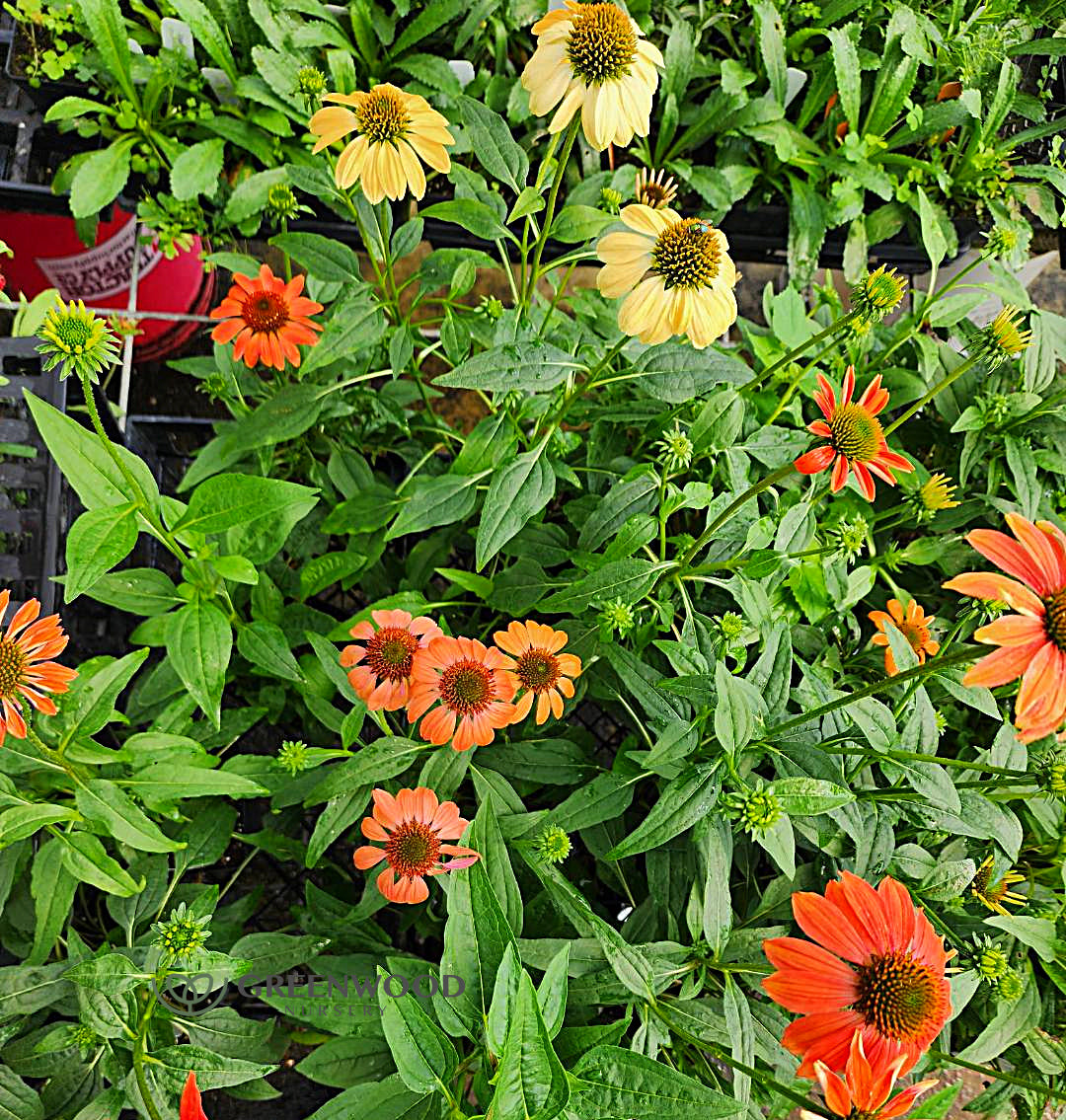 Cheyanne Spirit Echinacea Image 1