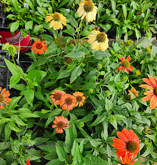 Cheyanne Spirit Echinacea Image 1