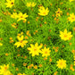 Coreopsis Moonbeam Pint Image 1