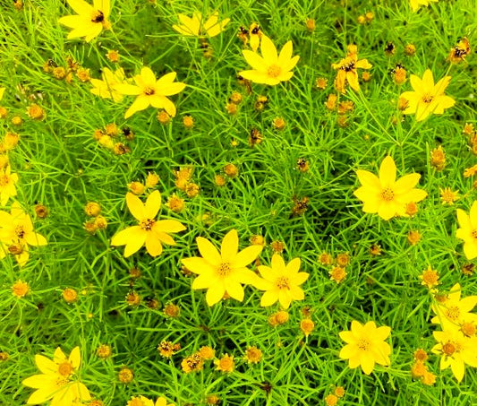 Coreopsis Moonbeam Pint Image 1
