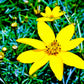 Coreopsis Moonbeam Pint Image 2