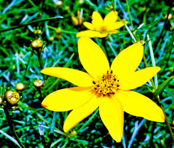 Coreopsis Moonbeam Pint Image 2