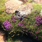 Creeping Red Thyme Pint Image 3