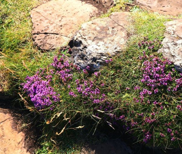 Creeping Red Thyme Pint Image 3