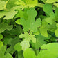 Fignomenal Dwarf Fig Tree Image 2