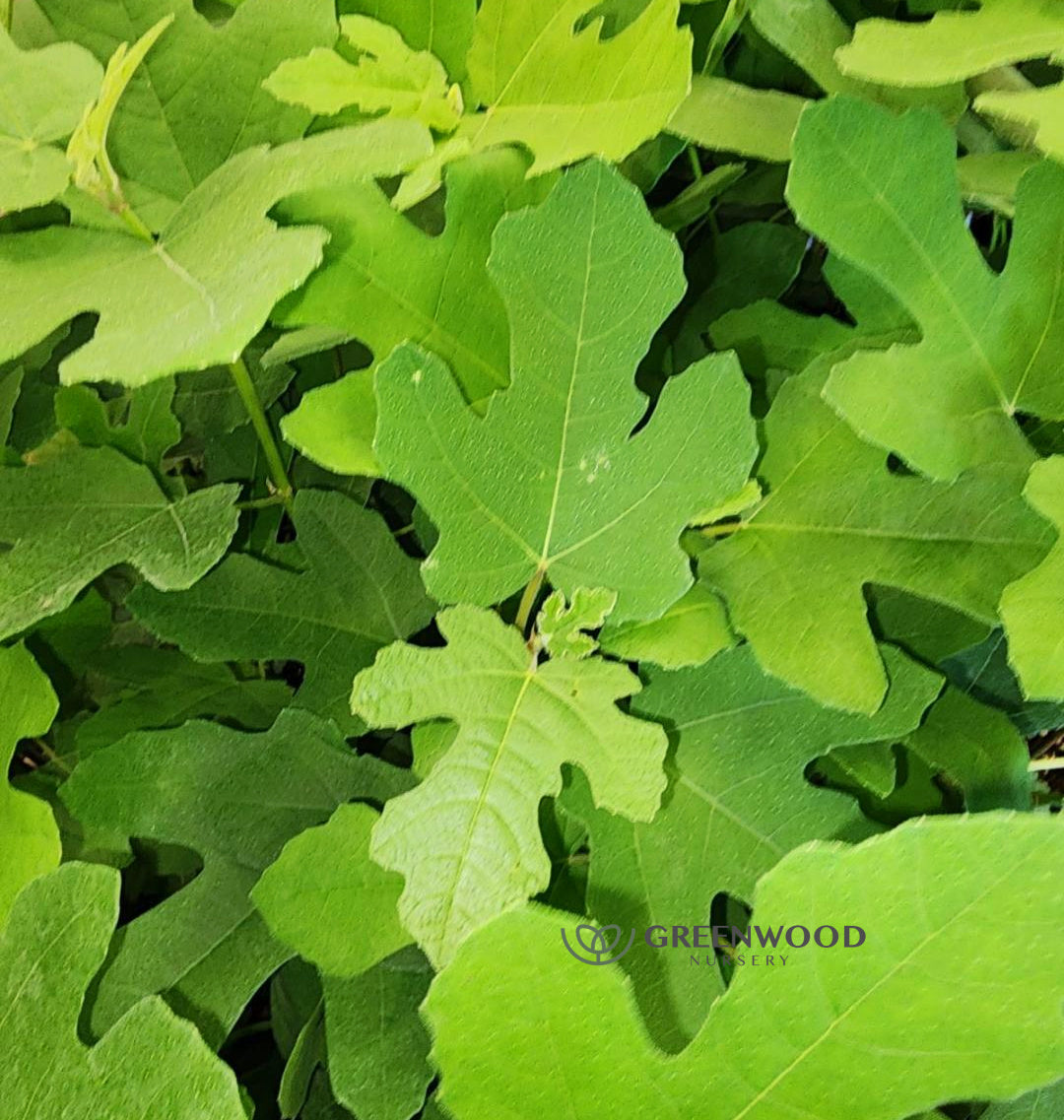 Fignomenal Dwarf Fig Tree Image 2