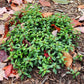 A healthy, low-growing mound of Veronica Georgia Blue evergreen groundcover showing dense green foliage growing in a garden bed surrounded by natural brown wood bark mulch and fallen autumn leaves