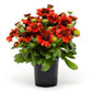 gaillardia-mesa-red in container