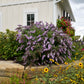 Grand Cascade Buddleia Pint